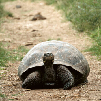 picture of a turtle to accompany a blog post about turtle steps